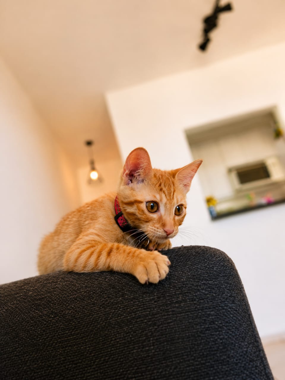 Gato em ambiente doméstico