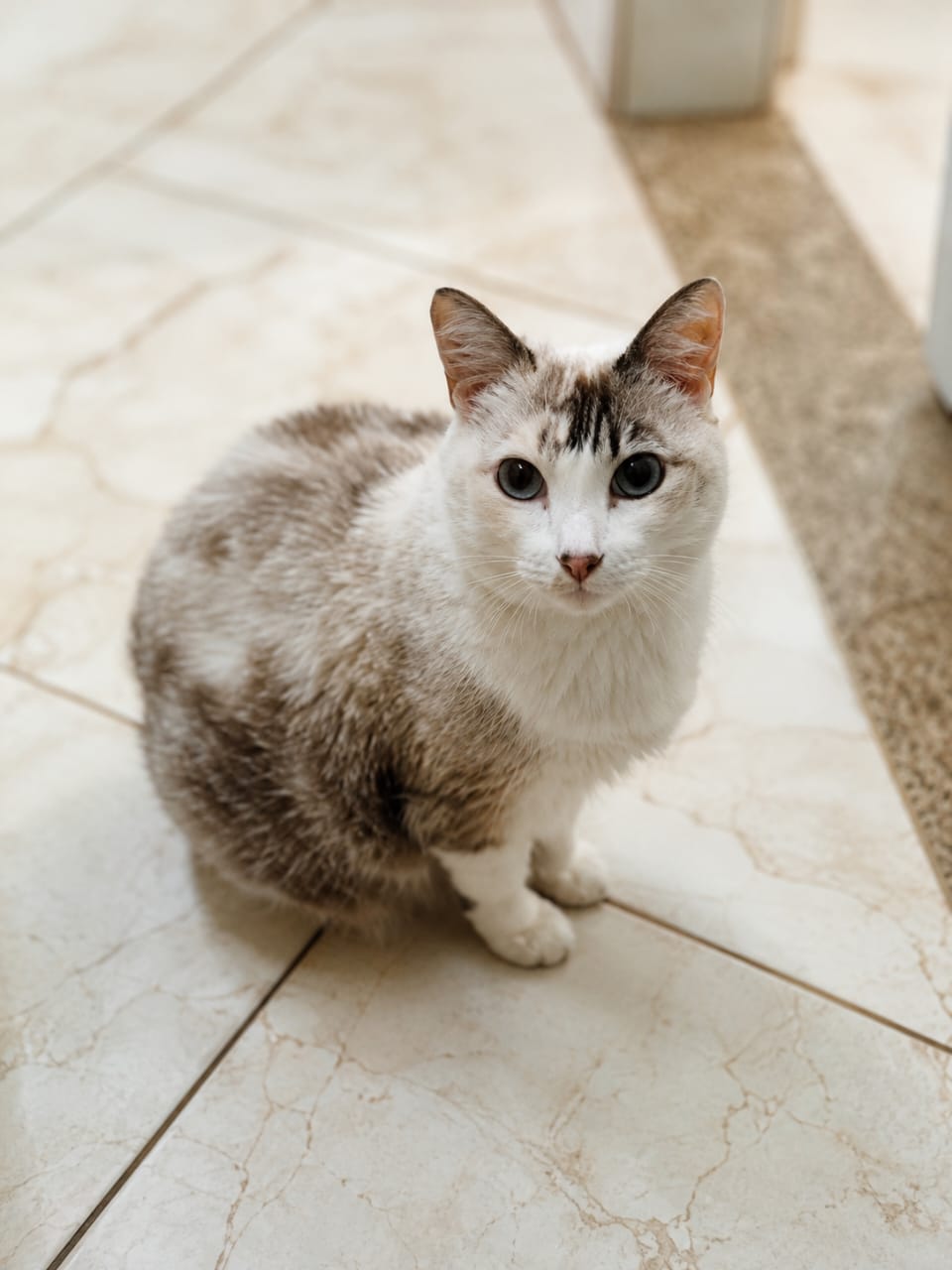 Gato em piso de mármore