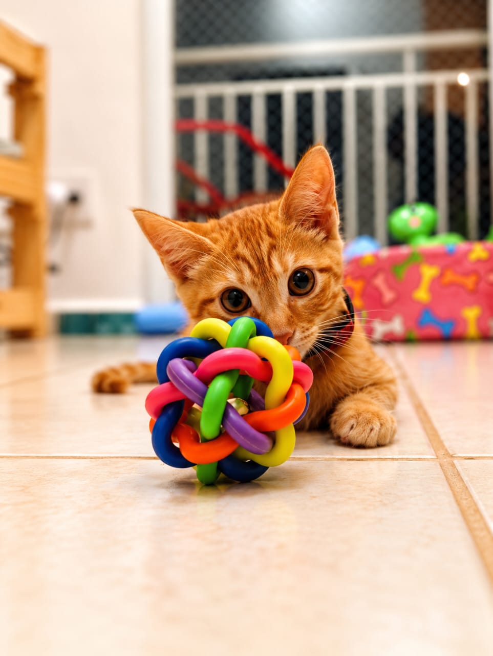 Gatinho brincando com bolinha colorida